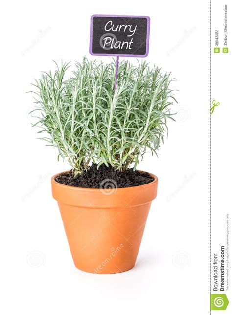 Curry Plant In A Clay Pot With A Label Stock Photo Image
