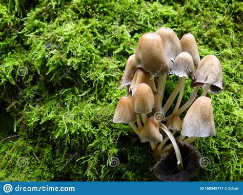 Green Moss And Light Bark Tree Fungi 1 Stock Image Image