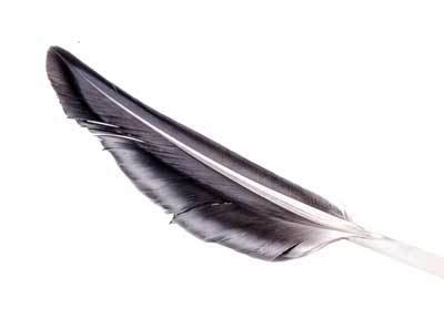 Maybe you would like to learn more about one of these? What Does a Feather Symbolize? | Feather Symbolism ...