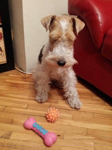 Although the rat terrier and the fox terrier are alike in many ways, there are a few differences in their temperament, history, and personality. Bela fox terrier vs toys | Wire fox terrier, Fox terrier ...
