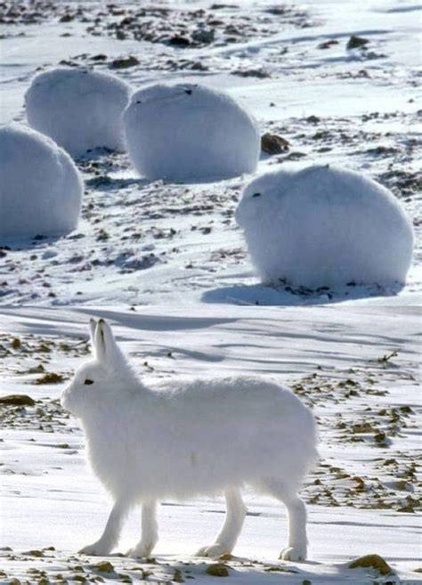 Snowy Rabbits Animaux Les Plus Mignons Animaux Beaux Créatures