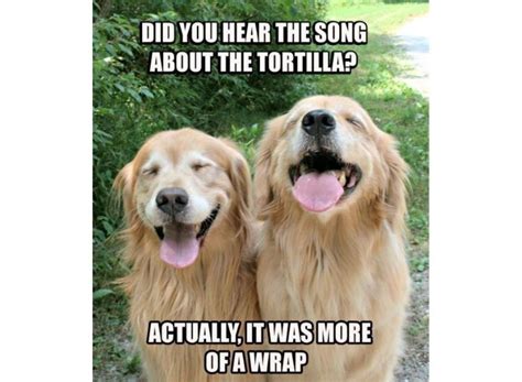 Top 10 Golden Retriever Memes To Make You Laugh Page 2 Of 2 Petpress