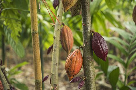 The Cacao Fruit And Its Unique Taste Santa Barbara Chocolate