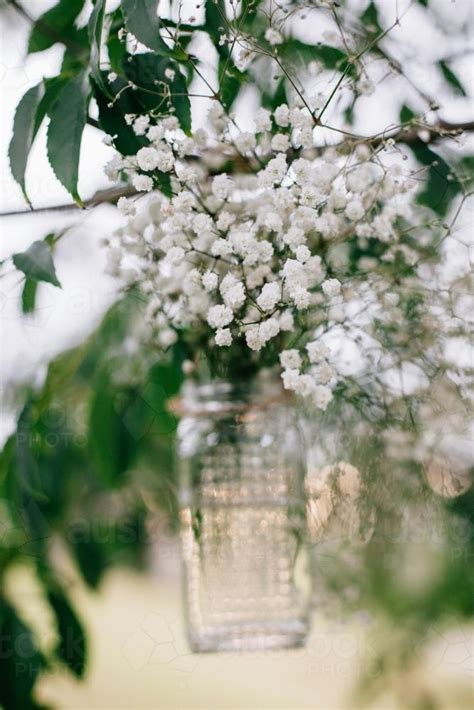 Be sure it is not too rich, and avoid feeding plants. Image of Baby's Breath flowers in a Jar - Austockphoto