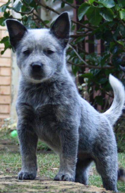 Info And Pictures About Australian Cattle Dog Fallinpets