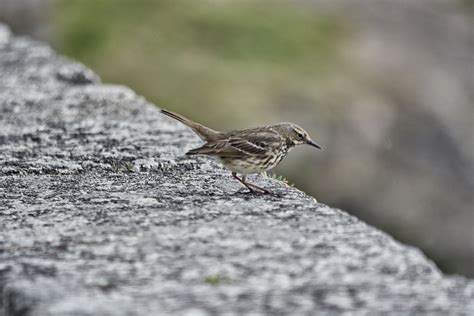 L'alouette des champs est un passereau. Images Gratuites : la nature, branche, animal, faune, le ...