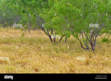 Mesquite Trees Rio Grande City Texas Usa Stock Photo Alamy