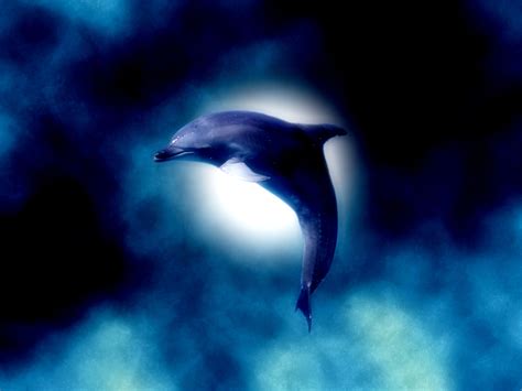 ♥ Dolphins ♥ Dolphins Wallpaper 10346561 Fanpop