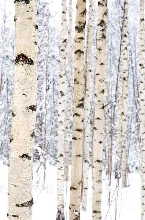 Closeup Of Birch Trees In A Snowy Forest Photograph By Anna Mari West