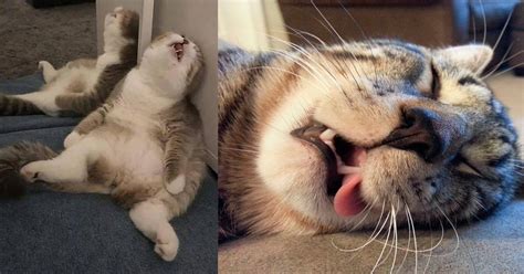 50 Funny Cats Sleeping In Weird Positions And Places Lazy
