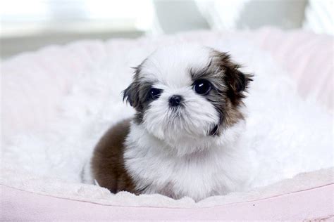 Puppyfinder.com is your source for finding an ideal puppy for sale in california, usa area. 1000+ images about Shih-Tzu mom! on Pinterest | For dogs ...