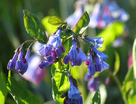 Bluelight Special Virginia Bluebells Blooming In Our Garde Laura