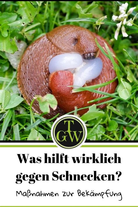 So viele schnecken, wie in diesem jahr auf meinen garten losgelassen wurden, habe ich noch nie erlebt. Erfahrung mit SchneckeX: Was hilft wirklich gegen ...