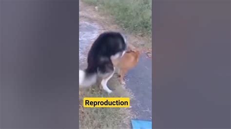 Dogs Having Sex Dog Reproduction Shorts Youtube