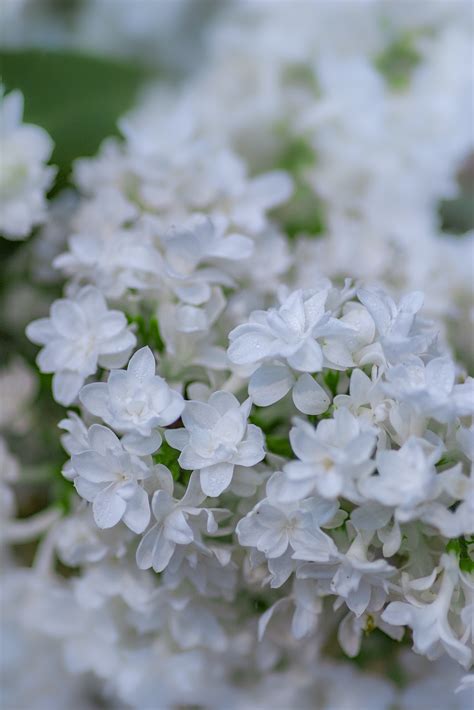 500 White Flowers Pictures Download Free Images On Unsplash
