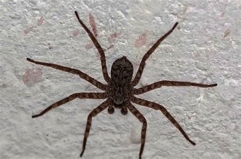 Esta araña vive en los estados unidos, y se la puede encontrar sobre todo en los estados. Peligra vida de niño mordido por araña violinista en ...