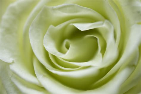 Light Green Rose Preserved Flowers Green Rose How To Preserve Flowers