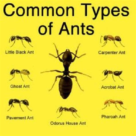 Get Rid Of Ants Naturally Different Types Of Ants Types Of Ants Ants