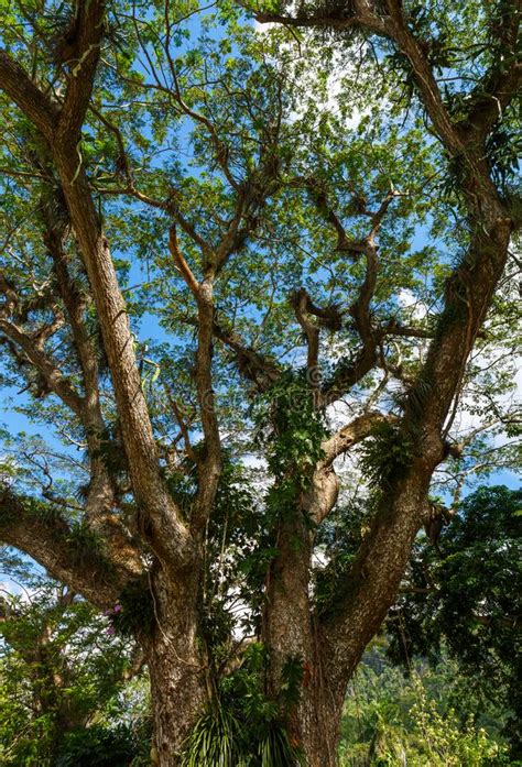 Tropical Trees At A Botanical Garden In Cuba Stock Image Image Of