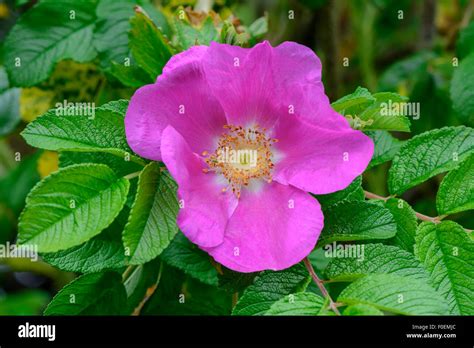 Close Up Of A Pink Dog Rose Rosa Canina Stock Photo Alamy