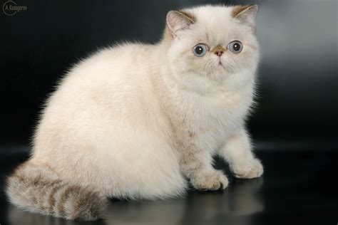Surpreenda se com gato Exotic Longhair a raça possui mais de 100 cores