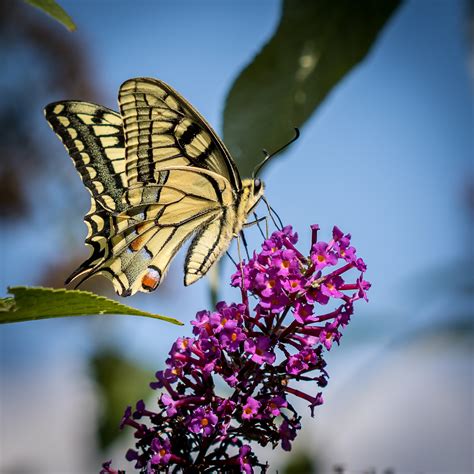 Tiger Swallowtail Butterfly Perched On Purple Petaled Flower Shallow