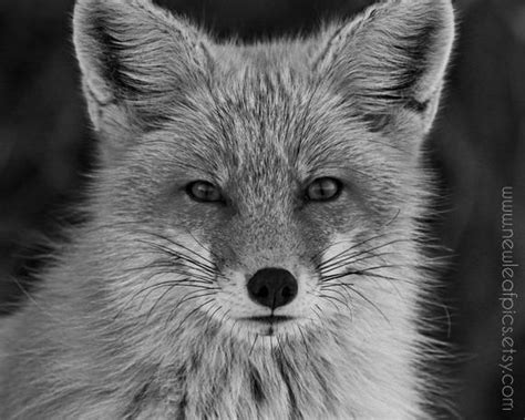 Black And White Red Fox Photograph Animal By Newleafpics