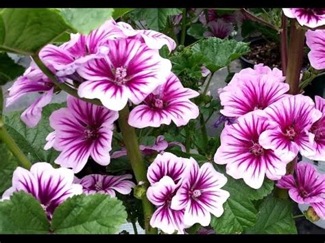 We did not find results for: Best Perennials for Sun - Malva Zebrina (French Mallow ...