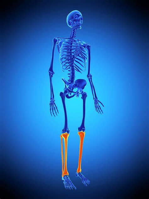 Leg Bones Photograph By Sebastian Kaulitzkiscience Photo Library