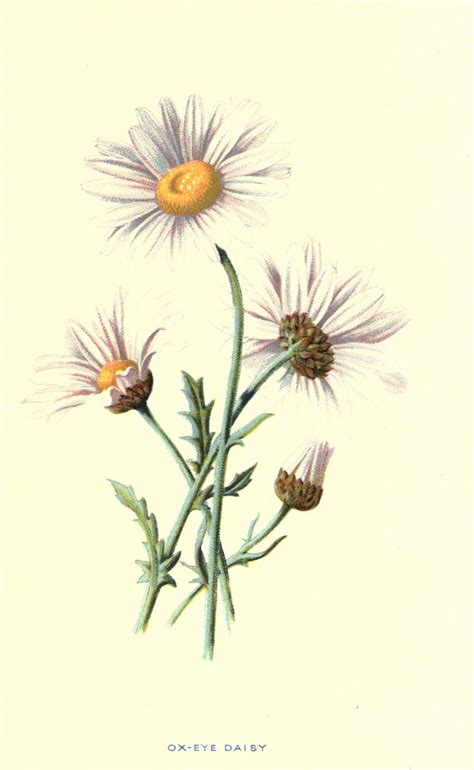 Familiar Wild Flowers 1 Botanical Drawings Daisy Illustration