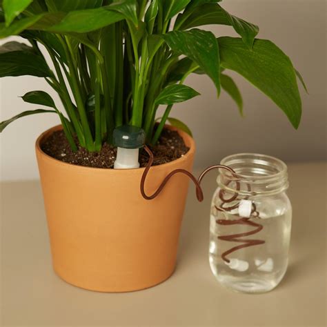 Natural Automatic Indoor Plant Waterer Plants Indoor Plants Healthy