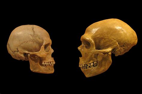 What Ancient Dna Tells Us About Humans And Neanderthals The Verge