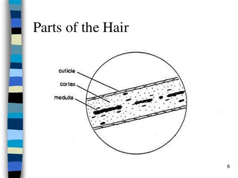 Introduction To Hair