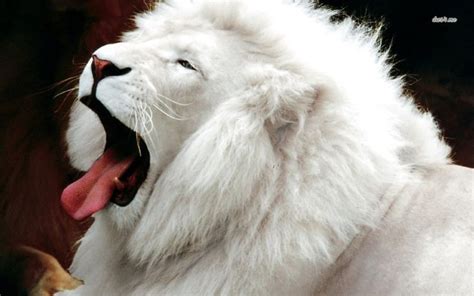 White Lion Unusual Animals Albino Animals Rare Animals