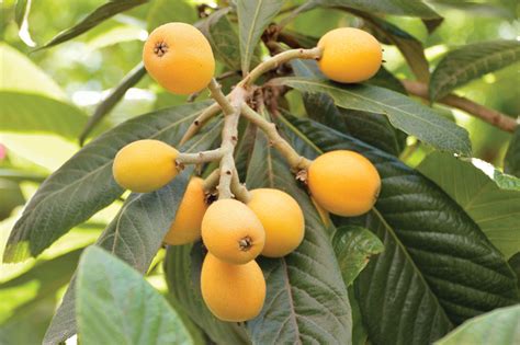 Loquat Jewel Of The South