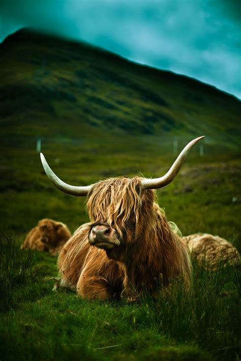 Fos Highland Cow By Luis Montemayor Animals Animals Beautiful