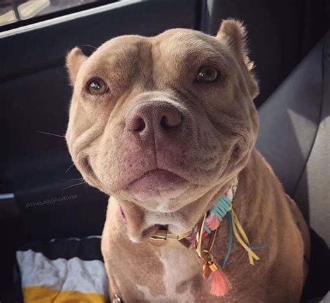 Just Look At That Adorable Smile Pitbull Улыбающаяся собака Собаки