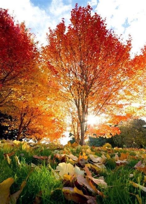 Very Unique And Rare Colorful Trees