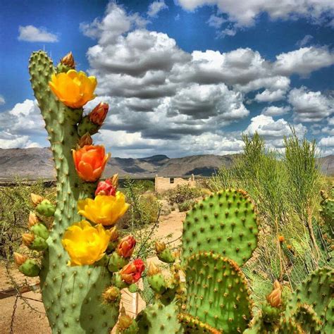 Pin By Guy Defonde Jr On Az Arizona Plants Desert Flowers Cactus