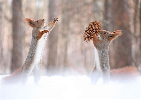 10 Awesome Pics Of Playing Pair Of Squirrels Reckon Talk
