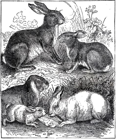 Vintage Rabbits Illustration The Graphics Fairy