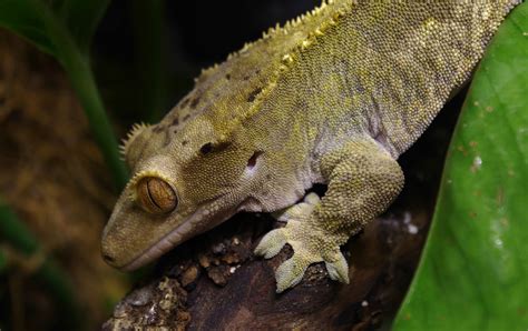 Adult Crested Gecko Detail Photos Reptile Forums