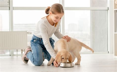 Qué se le puede dar de comer a un cachorro guía completa