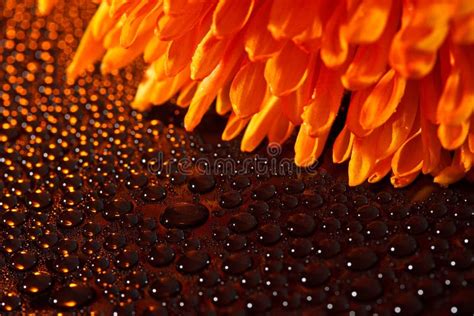 Beautiful Drops Of Water And Orange Flower Stock Image Image Of Clean