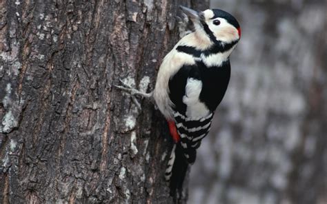 Wallpaper Winter Branch Wildlife Beak Bird Branches Woodpecker