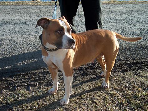 The result was aptly called the bull and terrier, later to be dubbed the staffordshire bull terrier. Amerikansk staffordshire terrier - Wikipedia