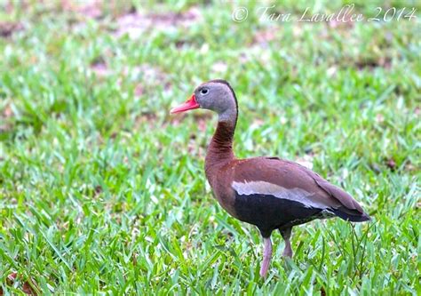 Black Bellied Whistling Ducks A New Bird Species For Abaco Rolling