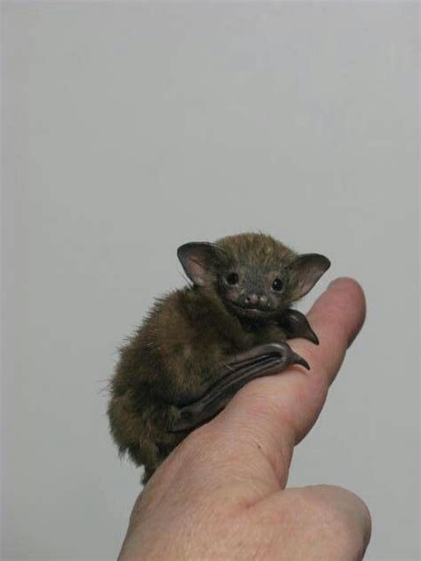 Baby Bat Cute Bat Animals Beautiful Cute Little Animals