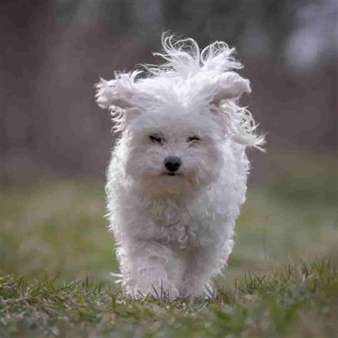 10 Adorable White Curly Haired Dogs Breeds With Pictures 2024