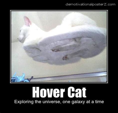 Hover Cat Motivational Poster Hover Cat Cats Sitting Funny Animals